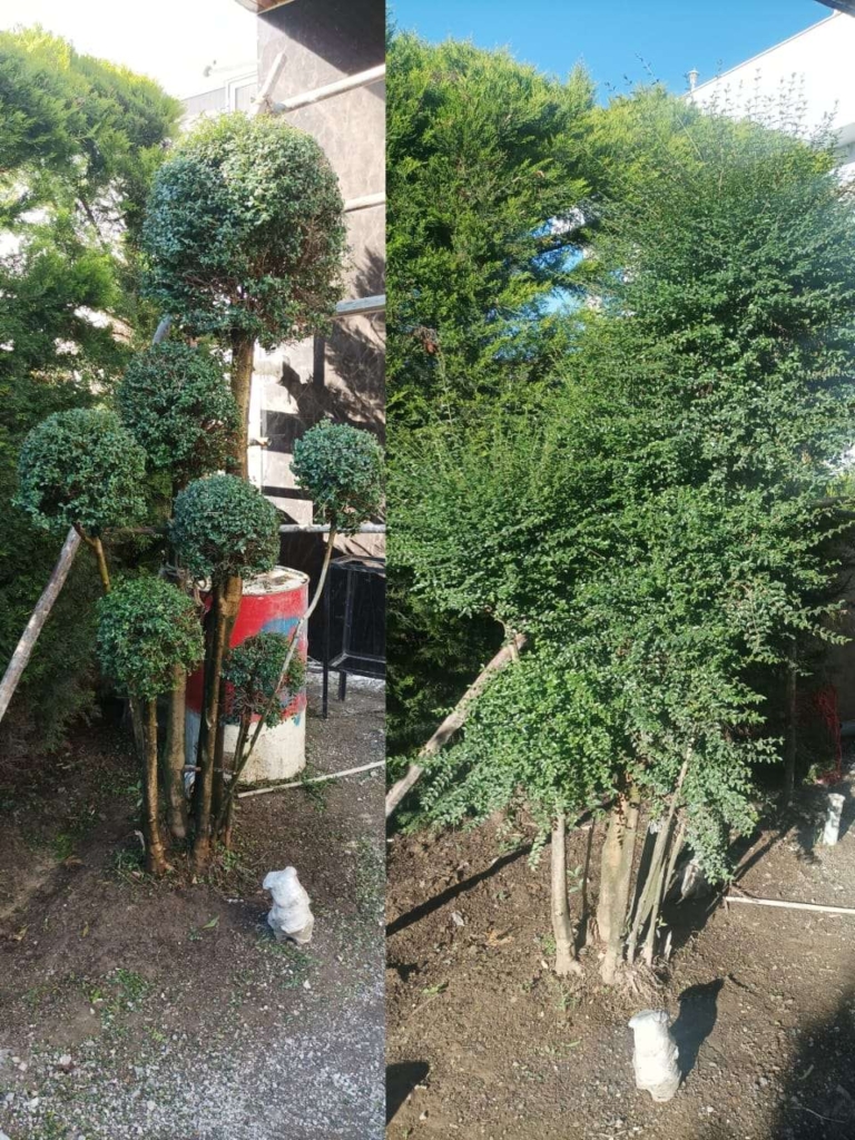 نهالستان لطیفی